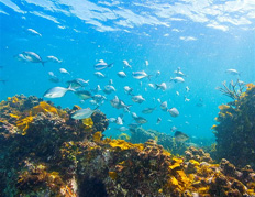 Snorkeling and Scuba Diving 